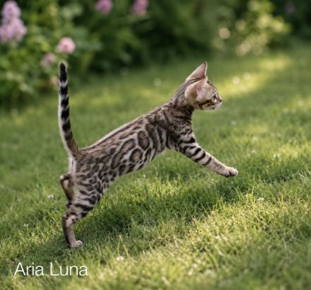 Reinrassige Bengal Kitten mit Stammbaum aus liebevoller Zucht