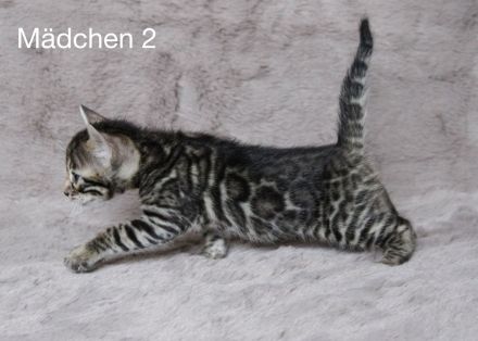 Reinrassige Bengal Kitten mit Stammbaum aus liebevoller Zucht