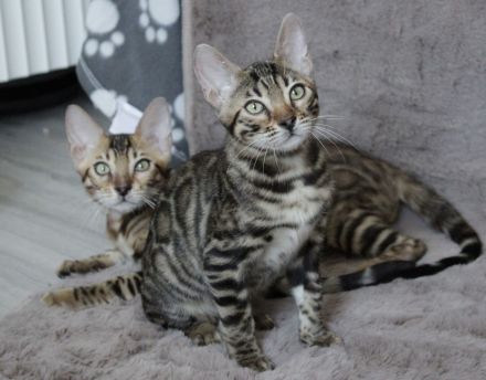 Abgabebereit I Bengal Kitten mit Stammbaum