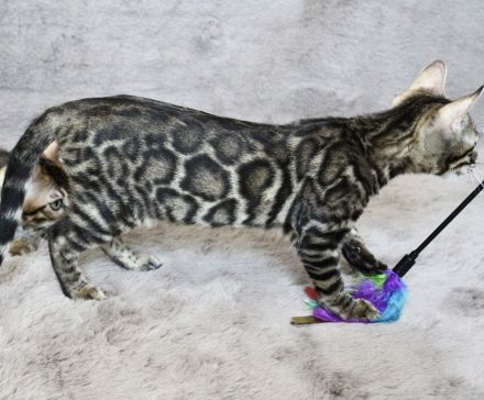 Abgabebereit I Bengal Kitten mit Stammbaum