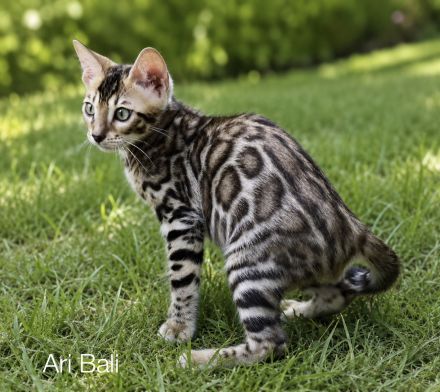 Reinrassige Bengal Kitten mit Stammbaum aus liebevoller Zucht