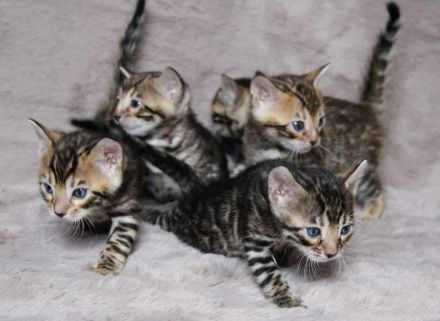 Reinrassige Bengal Kitten mit Stammbaum aus liebevoller Zucht