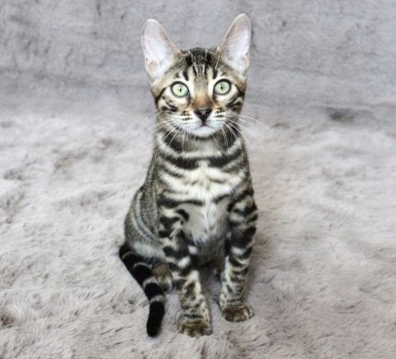Abgabebereit I Bengal Kitten mit Stammbaum
