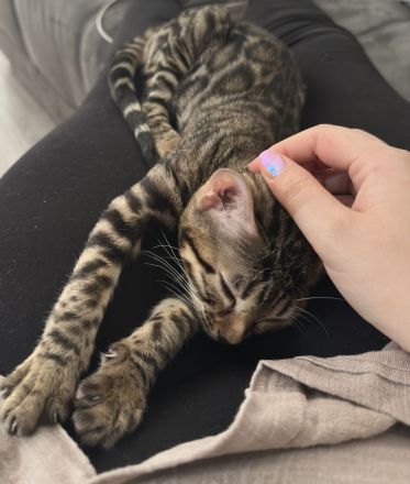 Abgabebereit I Bengal Kitten mit Stammbaum