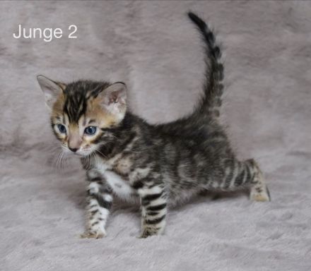 Reinrassige Bengal Kitten mit Stammbaum aus liebevoller Zucht