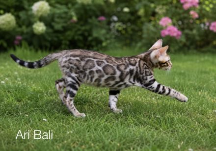 Reinrassige Bengal Kitten mit Stammbaum aus liebevoller Zucht