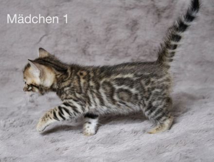 Reinrassige Bengal Kitten mit Stammbaum aus liebevoller Zucht