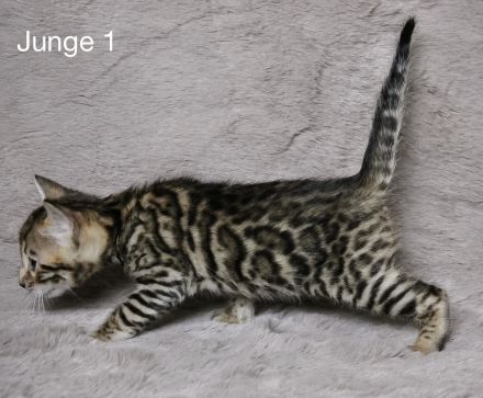 Reinrassige Bengal Kitten mit Stammbaum aus liebevoller Zucht