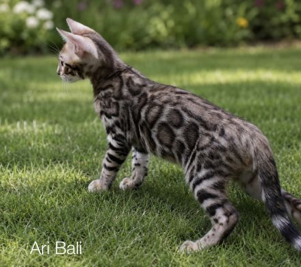 Reinrassige Bengal Kitten mit Stammbaum aus liebevoller Zucht