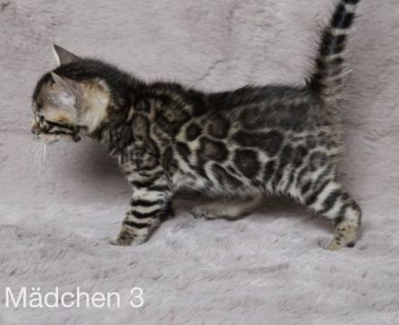 Reinrassige Bengal Kitten mit Stammbaum aus liebevoller Zucht