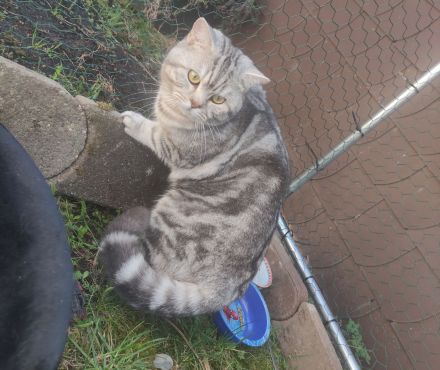 BKH Deckkater Silver Shaded