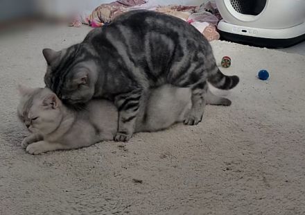 BKH Deckkater Silver Shaded