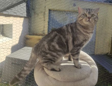 BKH Deckkater Silver Shaded