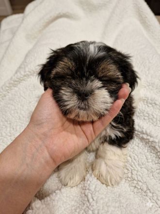 Shihtzu welpe