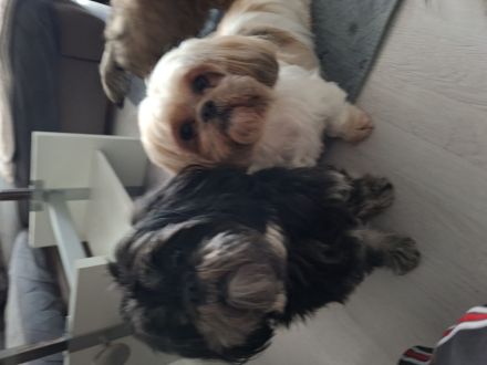 Shihtzu welpe