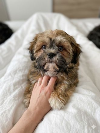 Shihtzu welpe