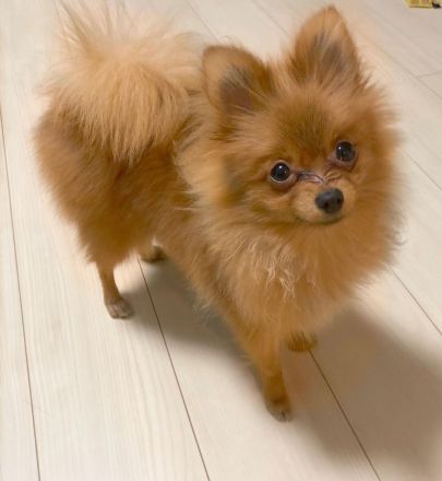 Weiblicher Spitzwelpe