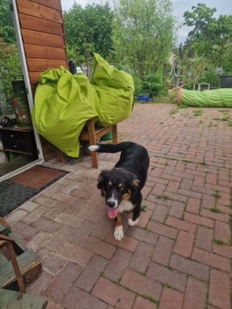 Australien Shepherd, Hündin, Welpen, Junghund