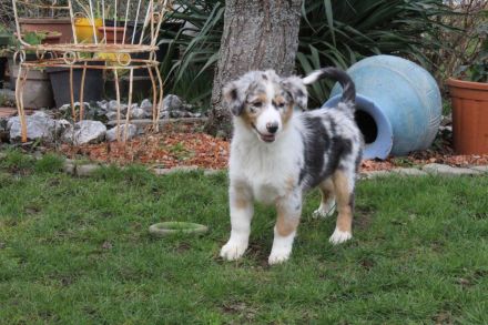 Australian Shepherd, Welpen