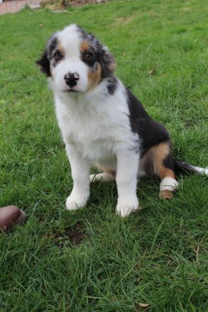 Australian Shepherd, Welpen