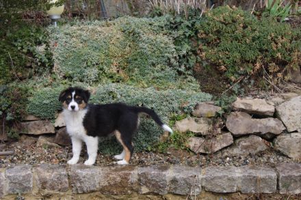 Australian Shepherd, Welpen