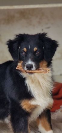Australien Shepherd, Hündin, Welpen, Junghund
