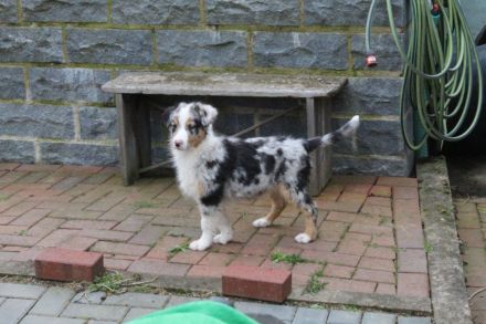 Australian Shepherd, Welpen
