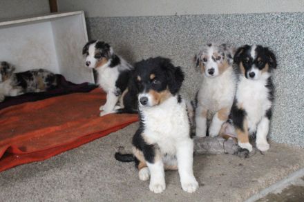 Australian Shepherd, Welpen