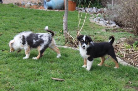 Australian Shepherd, Welpen