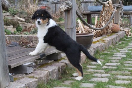 Australian Shepherd, Welpen