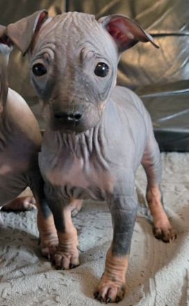 American Hairless Terrier Welpen