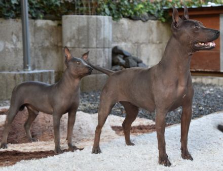 American Hairless Terrier Welpen
