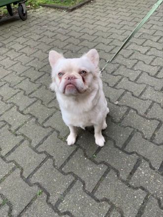 Dringend Französische bulldogge langhaar ( fluffy frenchie) rüde