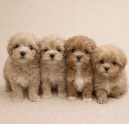 Maltipoo welpen