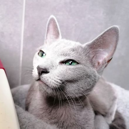 Russisch Blau Kitten mit Stammbaum aus verantwortungsvoller Zucht mit Herz