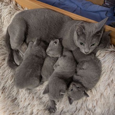 Russisch Blau Kitten mit Stammbaum aus verantwortungsvoller Zucht mit Herz