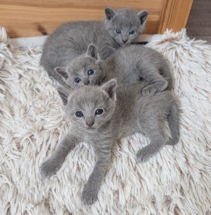 Russisch Blau Kitten mit Stammbaum aus verantwortungsvoller Zucht mit Herz