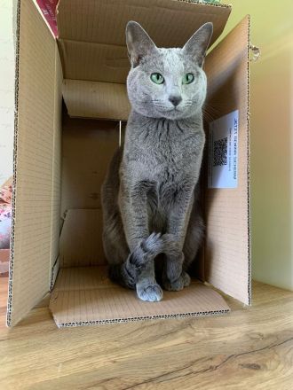 Russisch Blau Kitten mit Stammbaum aus verantwortungsvoller Zucht mit Herz