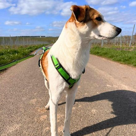 Shadow in 55545 Bad Kreuznach sucht sein Für-immer-Zuhause