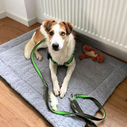 Shadow in 55545 Bad Kreuznach sucht sein Für-immer-Zuhause