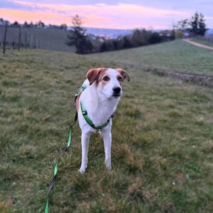 Shadow in 55545 Bad Kreuznach sucht sein Für-immer-Zuhause