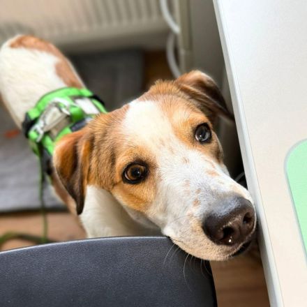 Shadow in 55545 Bad Kreuznach sucht sein Für-immer-Zuhause