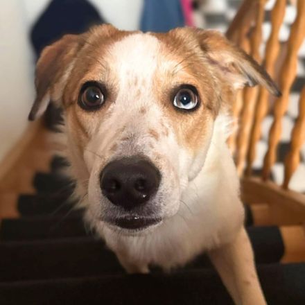 Shadow in 55545 Bad Kreuznach sucht sein Für-immer-Zuhause