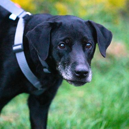 Remi in 61231 Bad Nauheim sucht ihr Für-immer-Zuhause