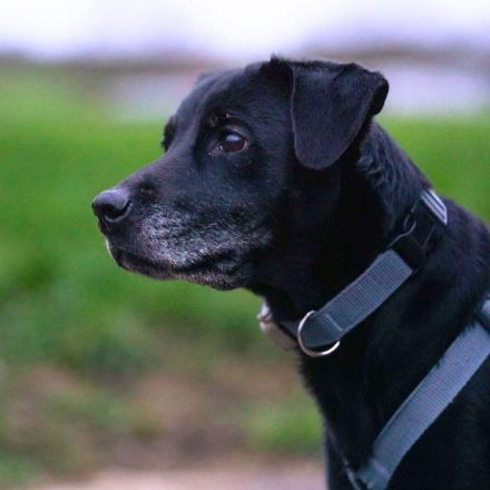 Remi in 61231 Bad Nauheim sucht ihr Für-immer-Zuhause