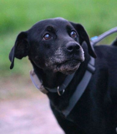 Remi in 61231 Bad Nauheim sucht ihr Für-immer-Zuhause