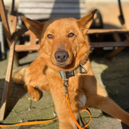 Raya in 57627 Marzhausen sucht ihr Für-immer-Zuhause