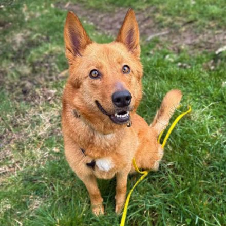 Raya in 57627 Marzhausen sucht ihr Für-immer-Zuhause