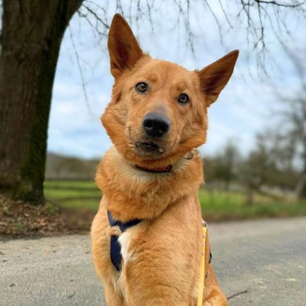 Raya in 57627 Marzhausen sucht ihr Für-immer-Zuhause