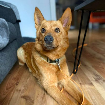 Raya in 57627 Marzhausen sucht ihr Für-immer-Zuhause